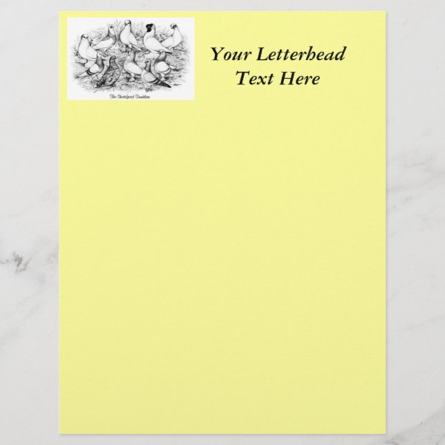 32.短い顔のタンブラー・ハト (正面)