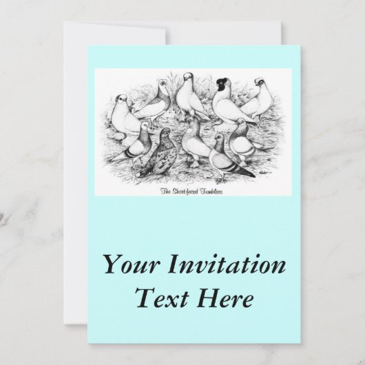 32.短い顔のタンブラー・ハト 招待状 (正面)