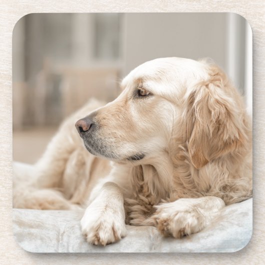 34137641_xxl コースター (正面)