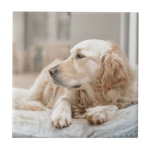 34137641_xxl タイル (正面)