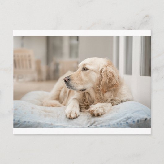 34137641_xxl ポストカード (正面)