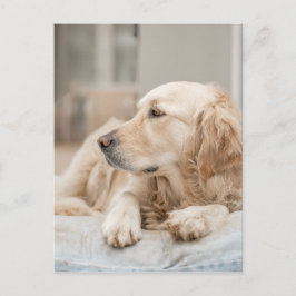 34137641_xxl ポストカード