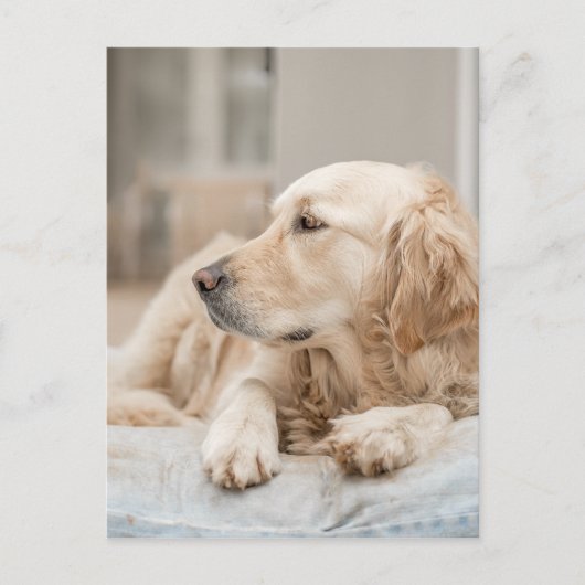 34137641_xxl ポストカード (正面)