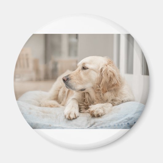 34137641_xxl マグネット (正面)