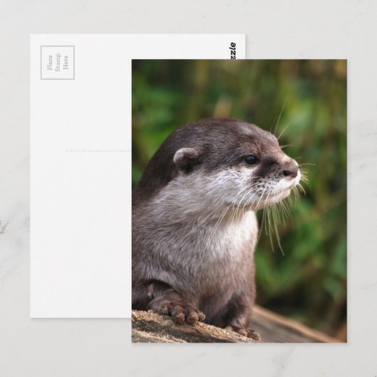 342ポット ポストカード (正面/裏面)