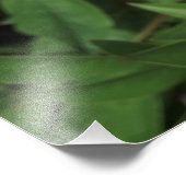 36インチx24インチピンク牡丹 フォトプリント            (角)