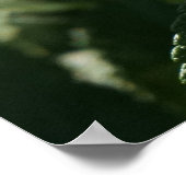 36インチx24インチ日本のバラ ポスター (角)