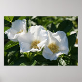 36インチx24インチ日本のバラ ポスター (正面)