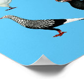 36ハト ポスター (角)