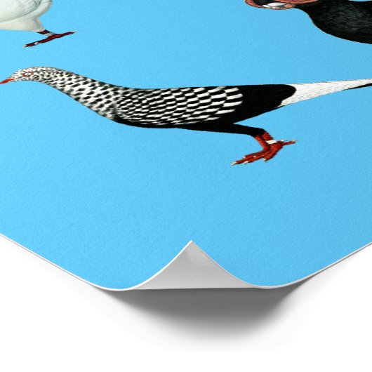 36ハト ポスター (角)