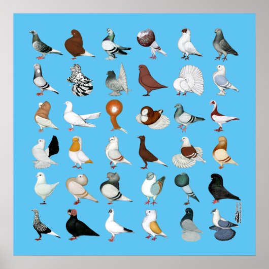 36ハト ポスター (正面)