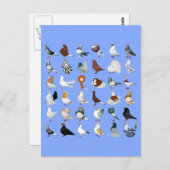 36ハト ポストカード (正面/裏面)