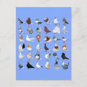 36ハト ポストカード (正面)