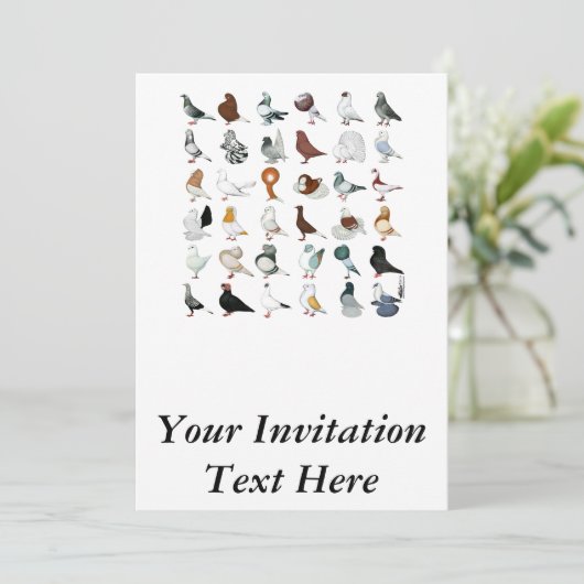 36匹のハト品種 招待状 (スタンド正面)