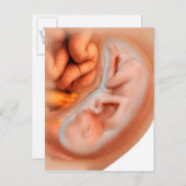 36週間の胎児の発生 ポストカード (正面/裏面)