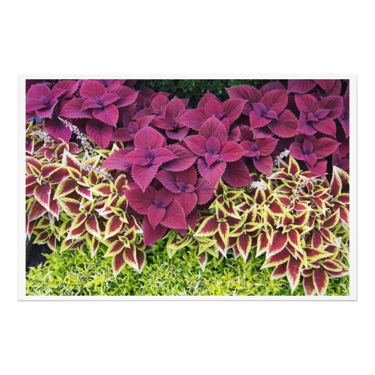 36"x24" コレウス フォトプリント            (正面)