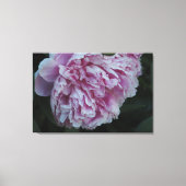 36"x24" ピンクの芍薬 キャンバスプリント (正面)