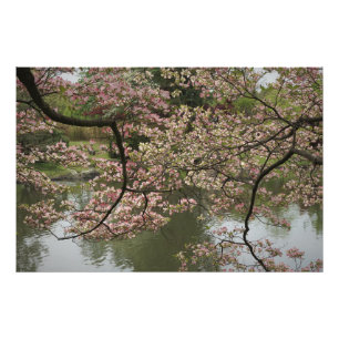 36"x24"ピンクドッグウッド フォトプリント           