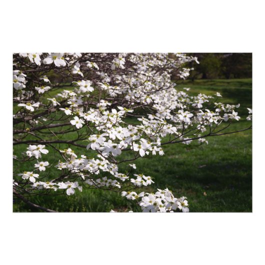 36"x24" ホワイトドッグウッド フォトプリント            (正面)