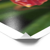 36"x24" レッドデイリリー フォトプリント            (角)