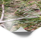 36"x24"レッドブドとパイン フォトプリント            (角)