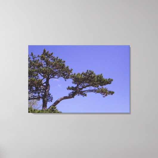 36"x24"松 キャンバスプリント (正面)