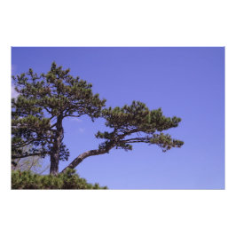 36"x24"松 フォトプリント           