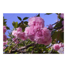 36"x24" 桜の花