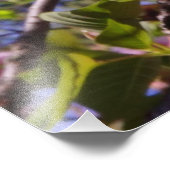 36"x24" 桜の花 フォトプリント            (角)