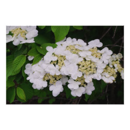 36"x24"白色Viburnum フォトプリント