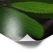 36"x24"白色Viburnum フォトプリント (角)