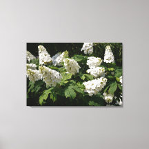 36"x24" Oakleaf Hydrangea
