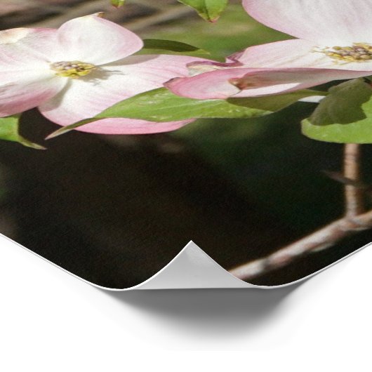 36"x24" Pink Dogwood ポスター (角)