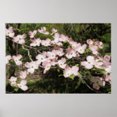 36"x24" Pink Dogwood ポスター (正面)