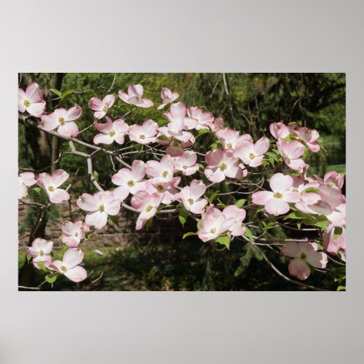 36"x24" Pink Dogwood ポスター (正面)