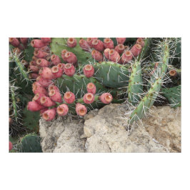36" x24" Prickly Pear フォトプリント