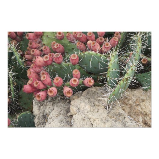 36" x24" Prickly Pear フォトプリント (正面)