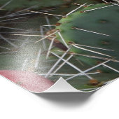 36" x24" Prickly Pear フォトプリント (角)