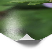 36"x24" Rose of Sharon フォトプリント (角)