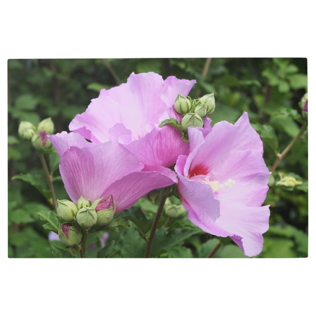 36"x24" Rose of Sharon メタルプリント (正面)