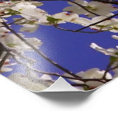 36"x24" White Dogwood フォトプリント (角)