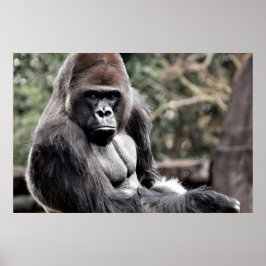 36 X 24 GORILLAプレミアムキャンバス光沢ポスター ポスター