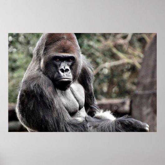 36 X 24 GORILLAプレミアムキャンバス光沢ポスター ポスター (正面)