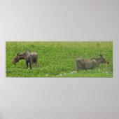 36x12  Poster Paper (Matte) of moose ポスター (正面)