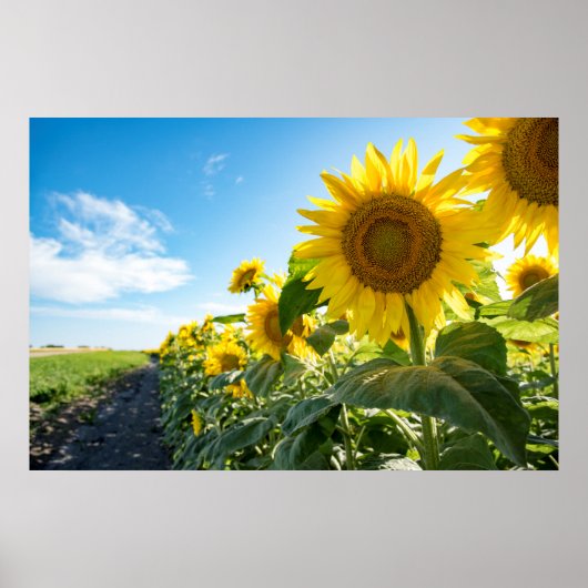 36x24ウォールポスター ポスター (正面)