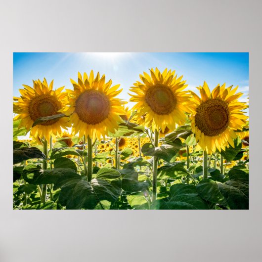 36x24ウォールポスター ポスター (正面)