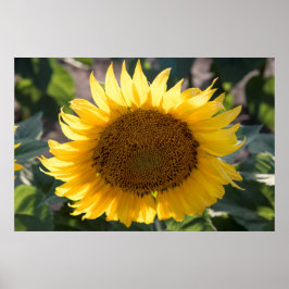 36x24ウォールポスター ポスター