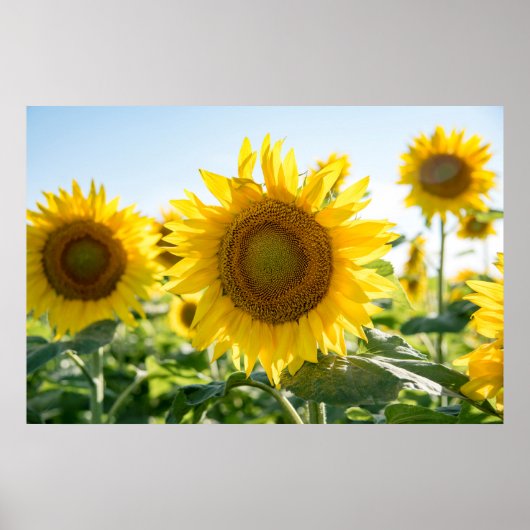 36x24ウォールポスター ポスター (正面)