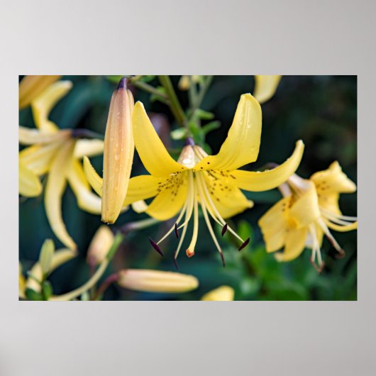 36x24ウォールポスター ポスター (正面)