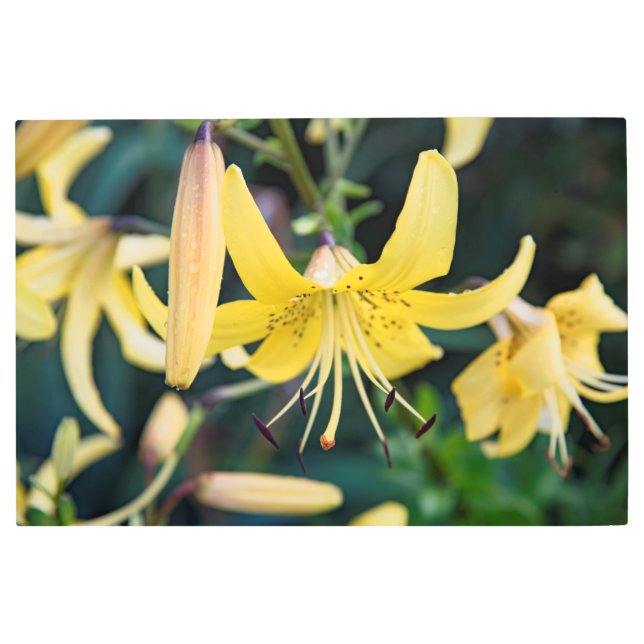 36x24メタルウォールアート メタルプリント (正面)